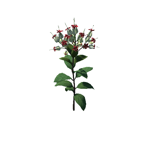 Flower Clerodendron thomsonae1 4